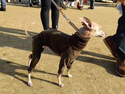 わんにゃんマルシェ住之江公園 (14)