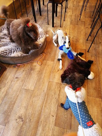 dogcafe-jule13