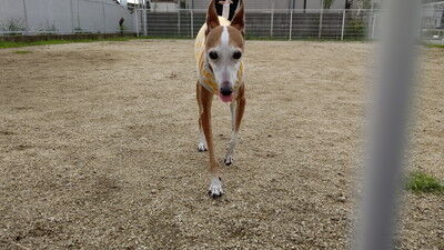 犬のアイス (3)