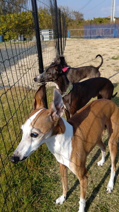 海の見えるラン_WistariaFieldDogRun (15)