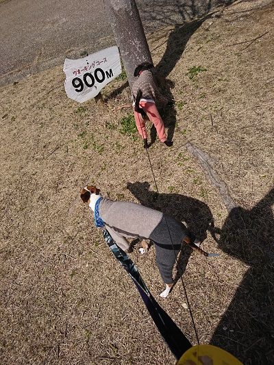 イタグレ散歩4