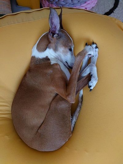 iggy