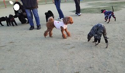 花園ドッグラン8