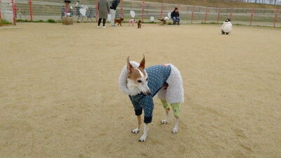 イタグレ花園中央公園 (4)