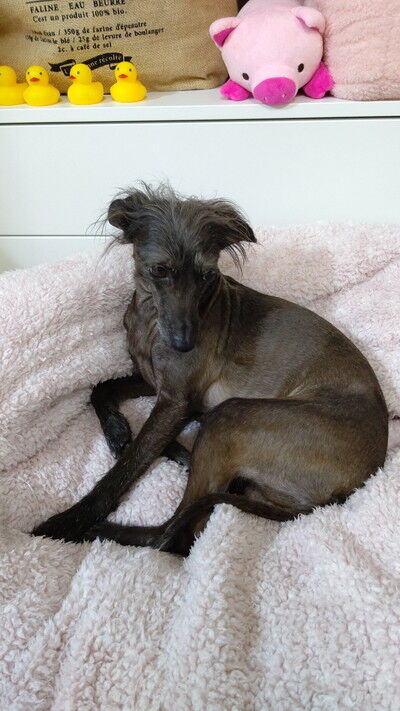 イタプーりん (5)