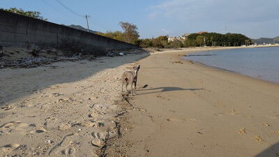 海の見えるラン_WistariaFieldDogRun (21)