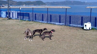 海の見えるラン_WistariaFieldDogRun (17)