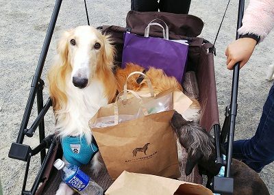 パートナードッグカーニバル34