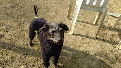 森のラッキーガーデン犬 (5)