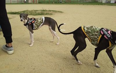 花園_イタグレ_ハル