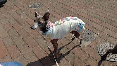 せせらぎの里こうらイタグレ (4)