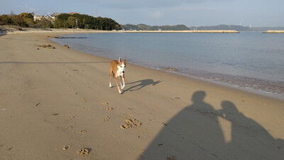 海の見えるラン_WistariaFieldDogRun (20)