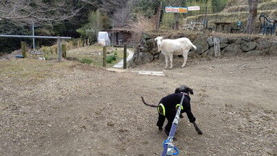 森のラッキーガーデン犬 (14)