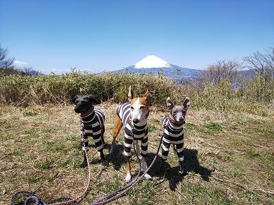 箱根スカイライン_イタグレ3