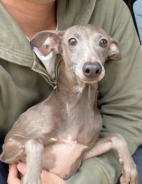 イタグレライフ4歳男の子里親募集