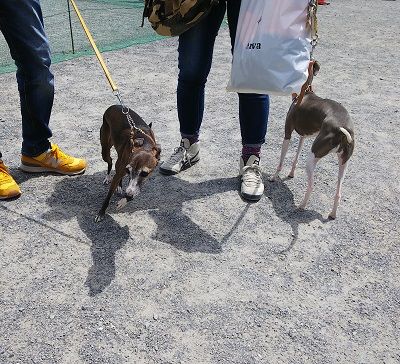 パートナードッグカーニバル9