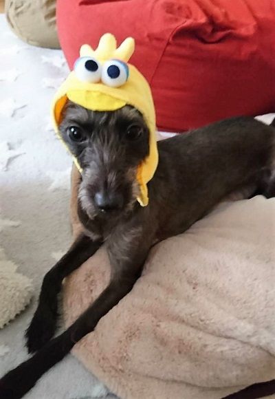 iggy_mix2