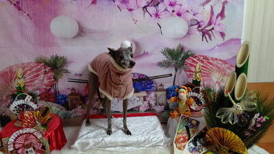 アムールワンカフェ (15)