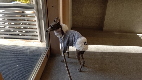 イタグレこまり_介在性血小板減少症 (2)