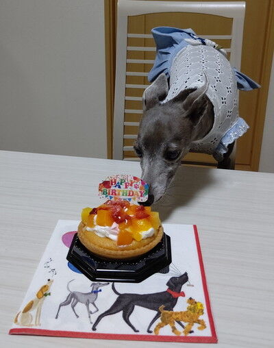 イタグレこまり8歳誕生日 (1)