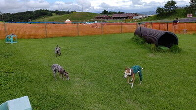 琵琶湖函館山ドッグラン (1)