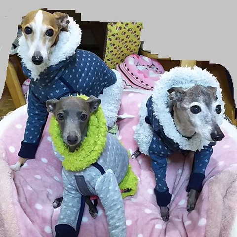 イタグレ服_アル_ジェイ_こまり1