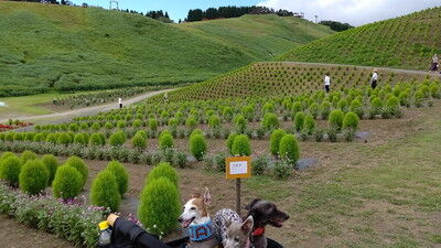 びわこ函館山 (5)
