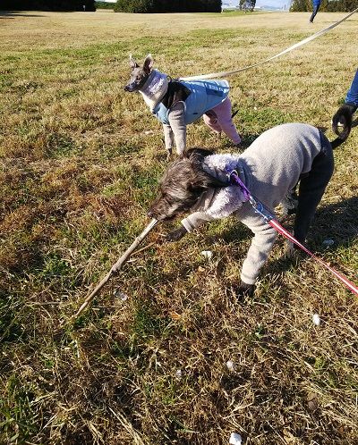 海ふれドッグラン11