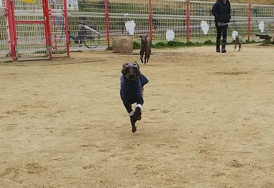 花園ドッグラン3