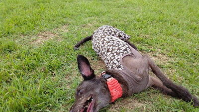 琵琶湖函館山ドッグラン (6)