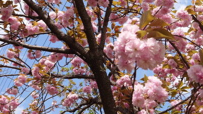 花園中央公園サトザクラ (6)