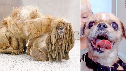 毛が伸びっぱなしの野良犬