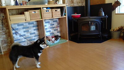 dogcafe_jolijoli (7)