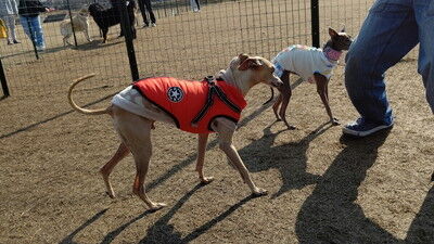 せせらぎの里こうらイタグレ (1)