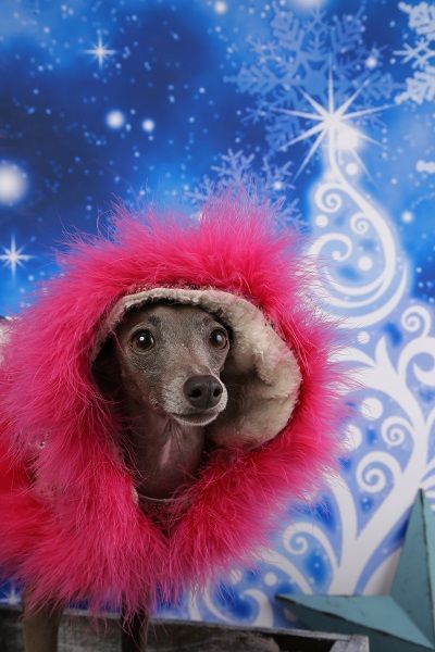 イタグレクリスマス2