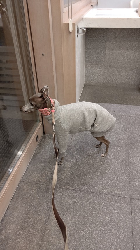 イタグレこまり介在性血小板 (2)