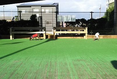 カインズホーム_ドッグラン3