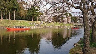 彦根城桜イタグレ3