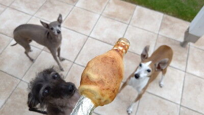 ドッググランピング滋賀高島イタグレバームクーヘン (11)