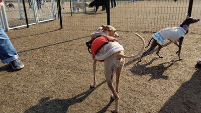 せせらぎの里こうらイタグレ (9)