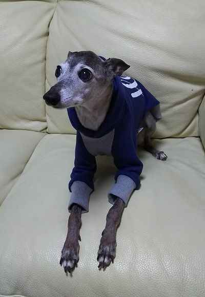 イタグレ_アル1