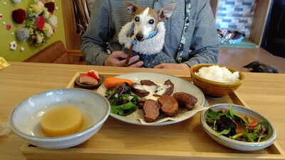 dogcafe_jolijoli (12)