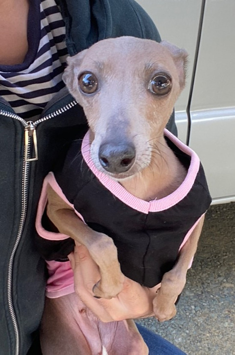 イタグレウーゴ5歳里親募集