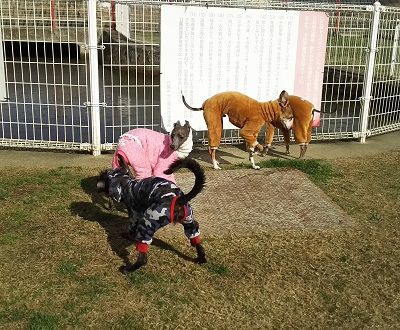 花園ドッグラン2