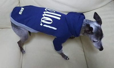 イタグレ_アル2