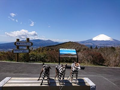 箱根スカイライン_イタグレ1