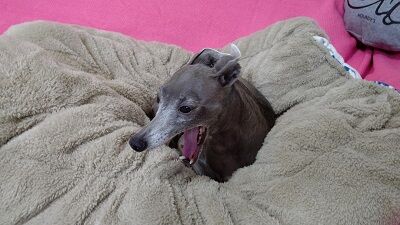 イタグレこまり