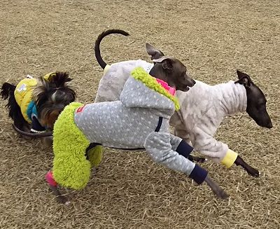 イタグレ_ヤング1