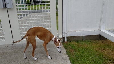 ドッググランピング滋賀高島イタグレドッグラン (4)