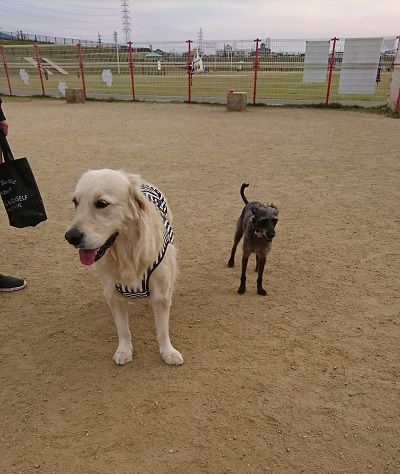 花園ラグビー場10